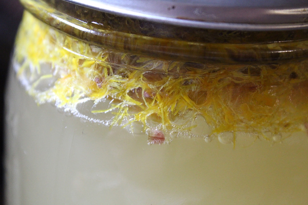Coltsfoot Wine
