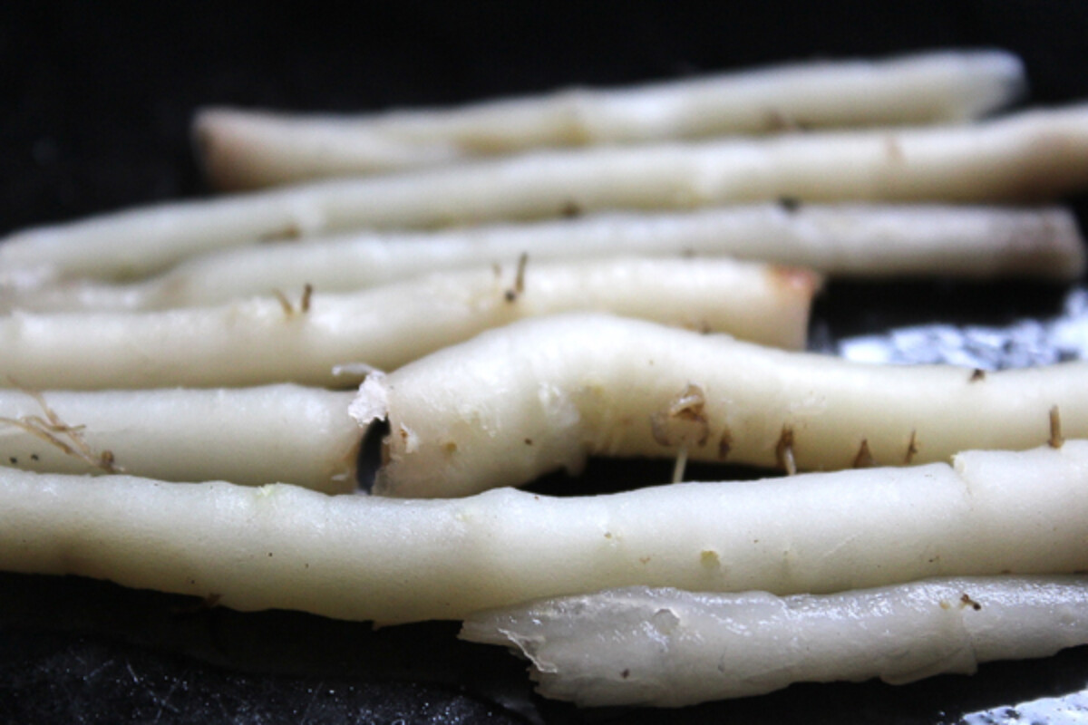 Cooking Dandelion Roots