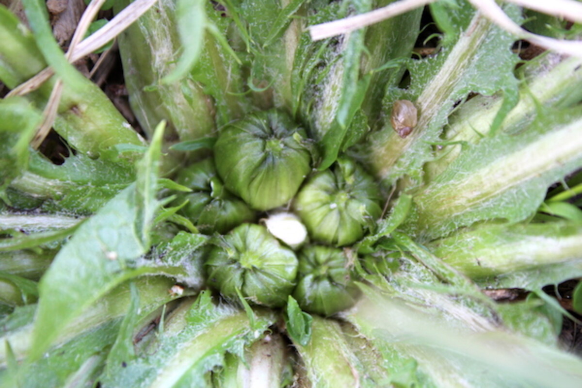 Young Dandelion buds for capers