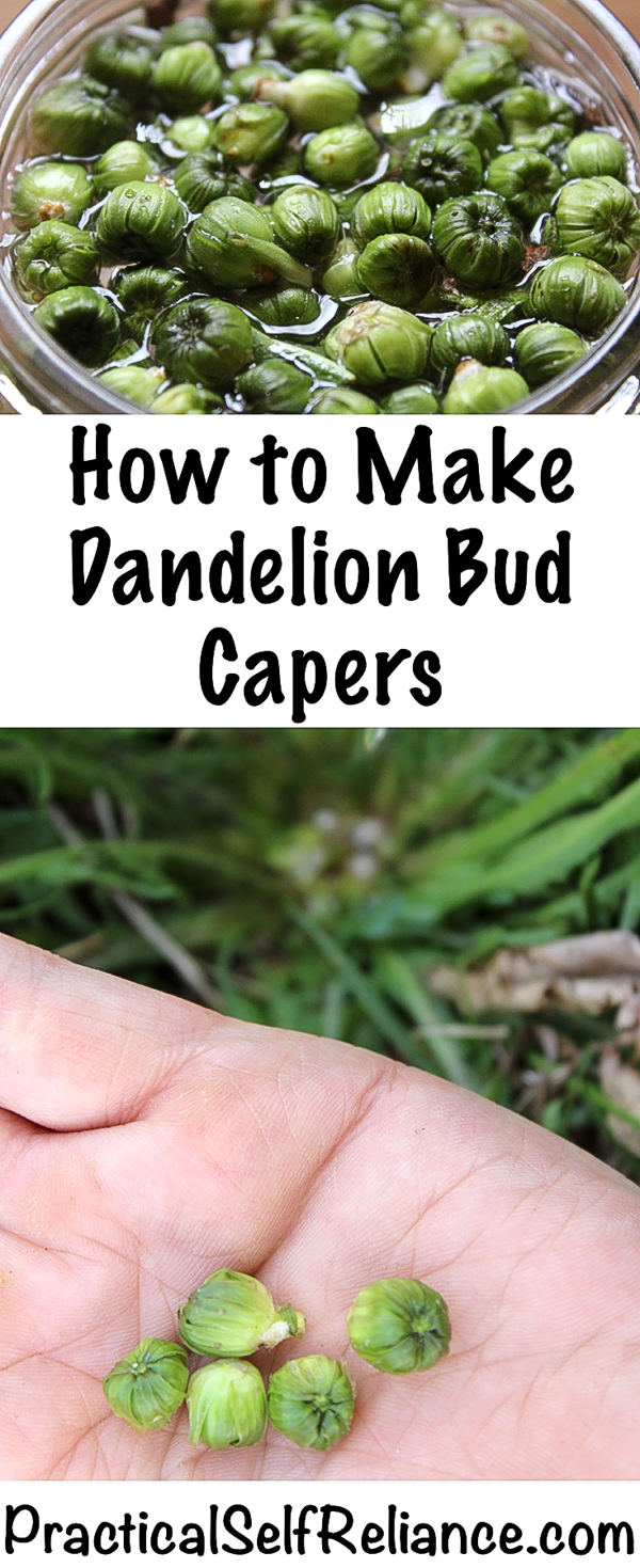 How to Make Dandelion Capers ~ 2 Ways #dandelion #dandelions #capers #fermentedfood #fermentation #foraging #wildfood #forage #selfsufficiency #wildfood #wildcrafting