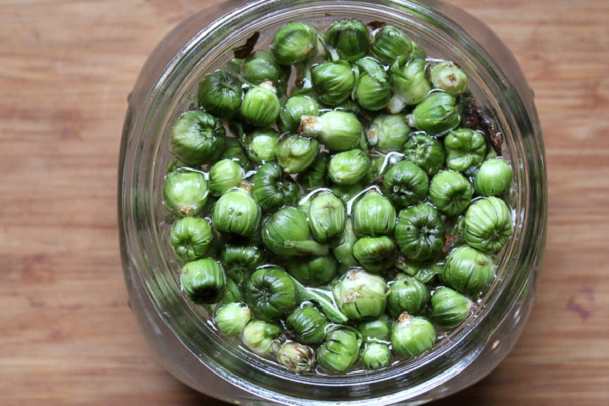 Canning Dandelion Capers
