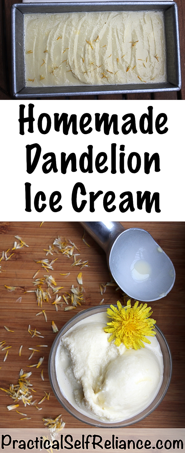 Homemade Dandelion Honey Ice Cream #icecream #icecreamrecipes #dandelion #dandelions #foraging #wildfood #forage #selfsufficiency #wildfood #wildcrafting