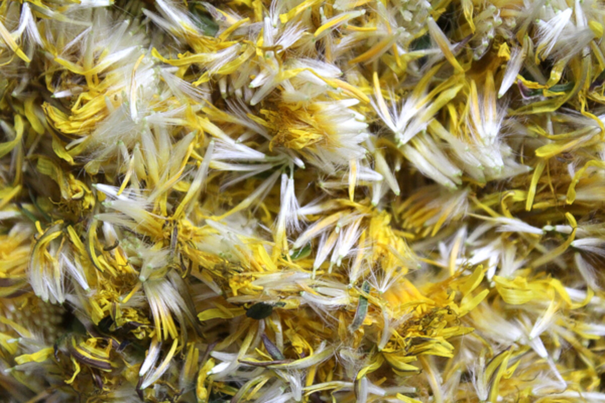 Dandelion Petals