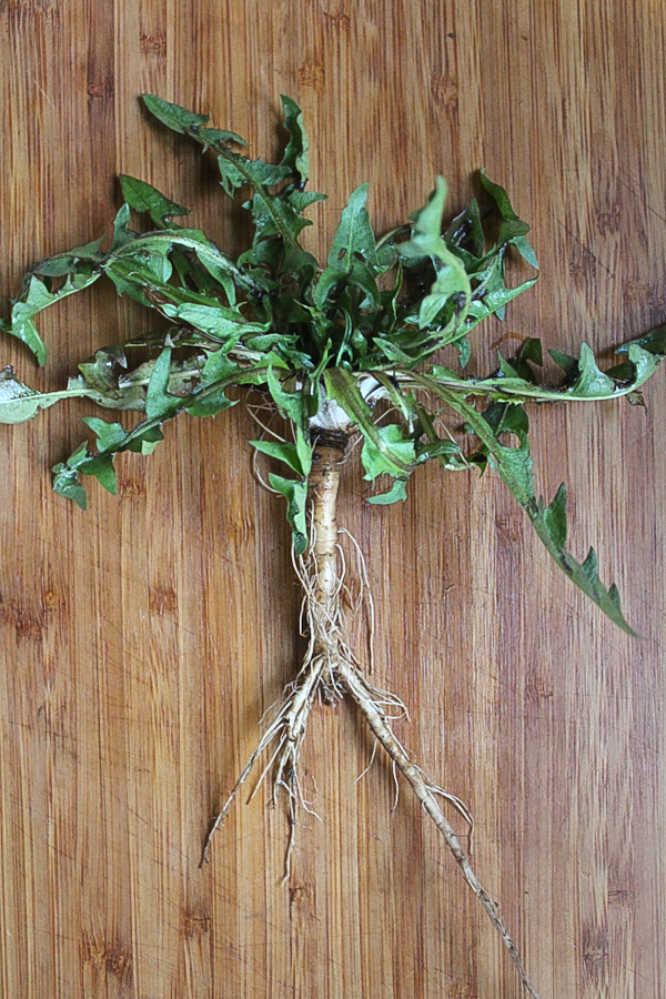 Whole dandelion roots and leaves