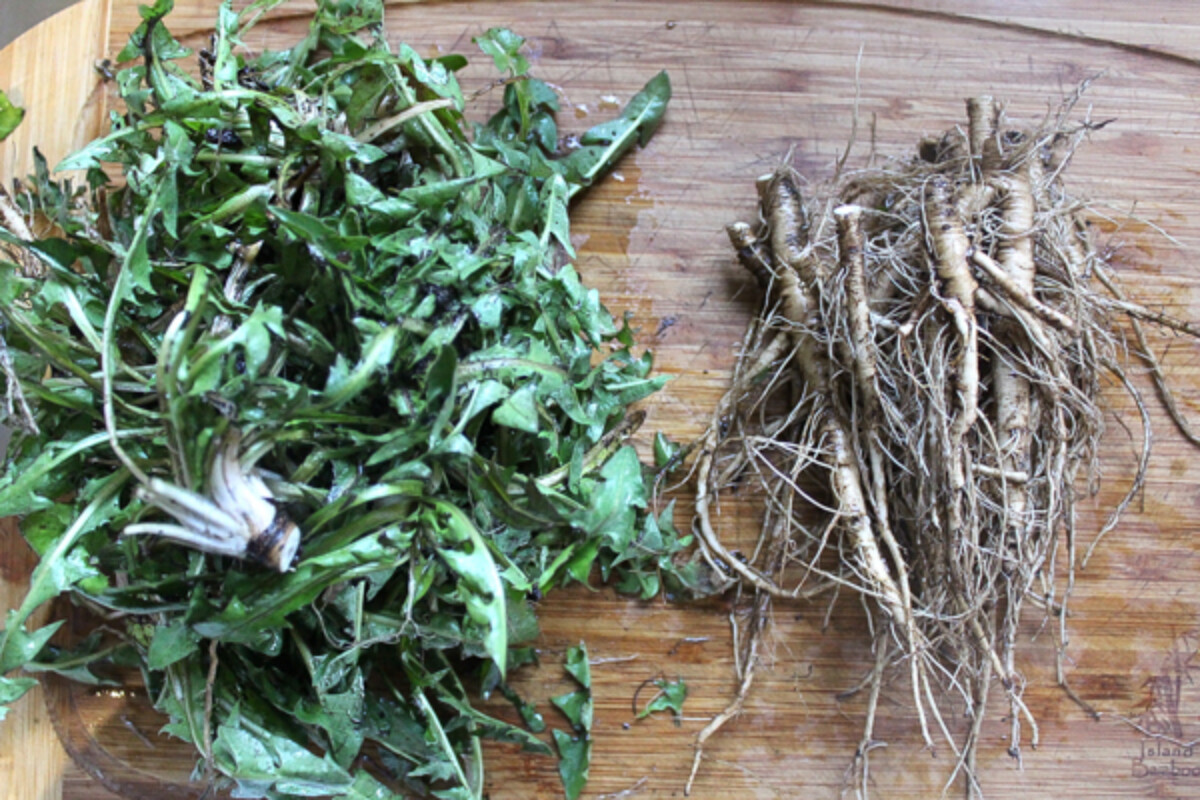 Dandelion roots and greens