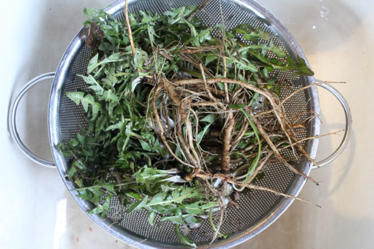 Washing Dandelion Roots