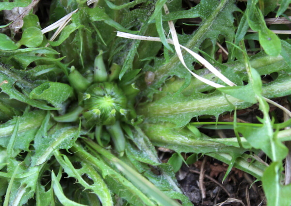 Dandelion bud for capers
