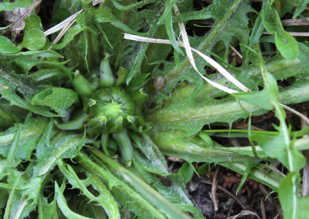 Dandelion Bud for Capers