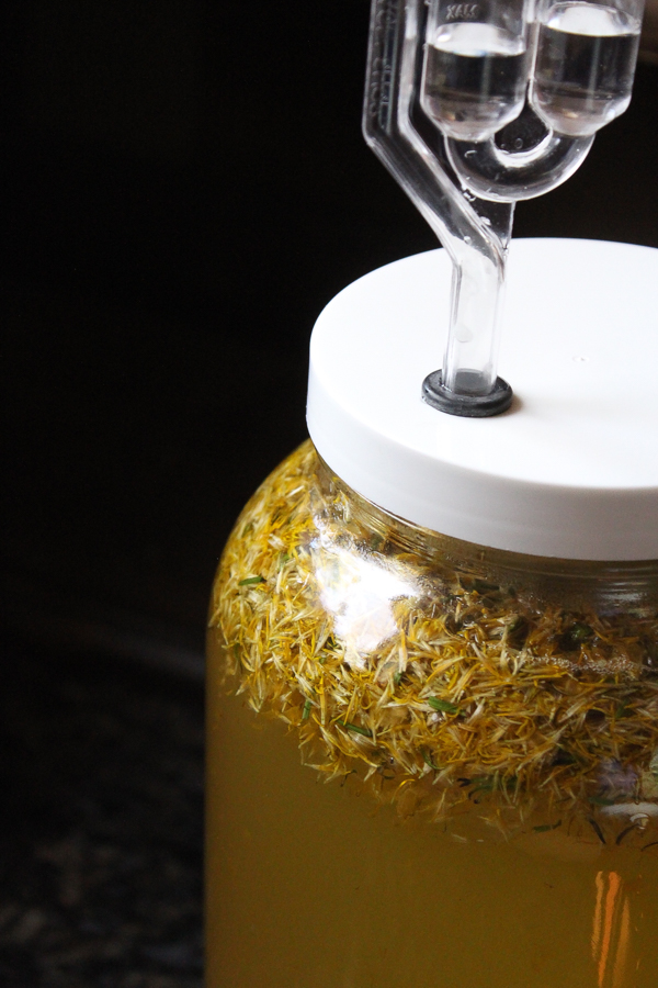 Dandelion wine in a wide mouth one-gallon fermenter.