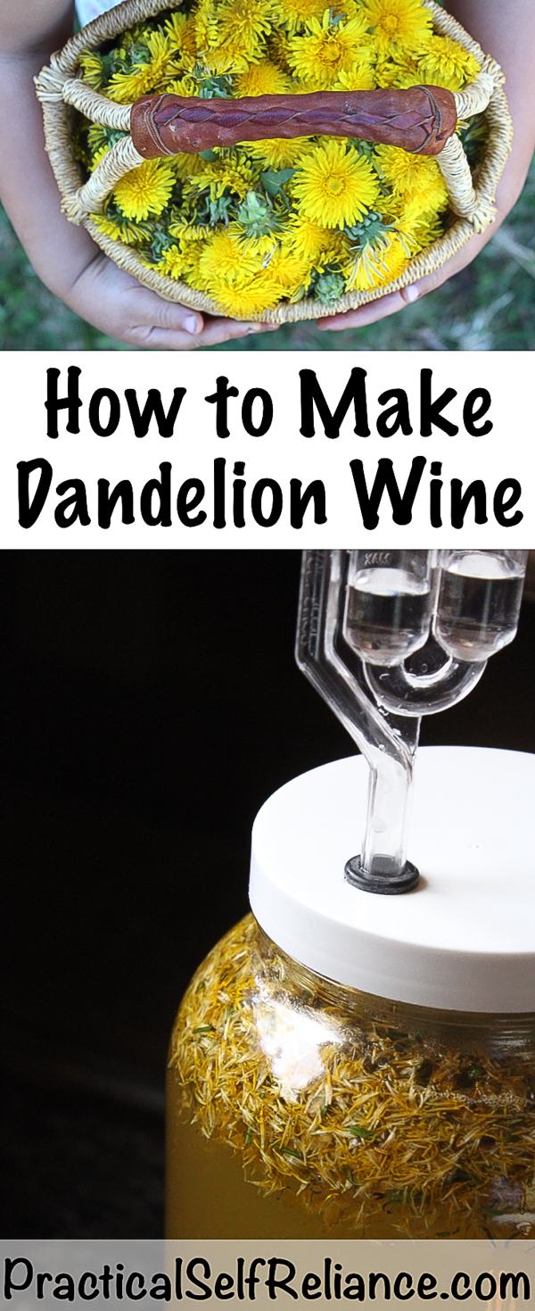 How to Make Dandelion Wine ~ Old Fashioned Dandelion Wine Recipe #dandelion #dandelions #recipe #fermenting #winemaking #brewing #homebrewing #homebrew #beverages #homemade #fermented #fermenteddrink #wine #winerecipe