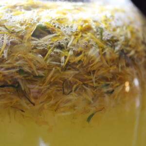 Dandelion Wine Gallon Recipe
