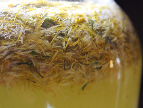 Dandelion Wine Gallon Recipe