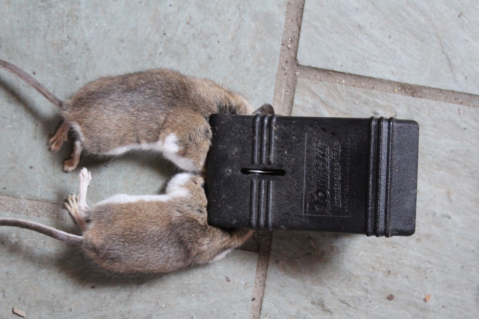 effective mice traps