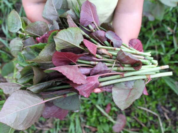 Foraging Knotweed