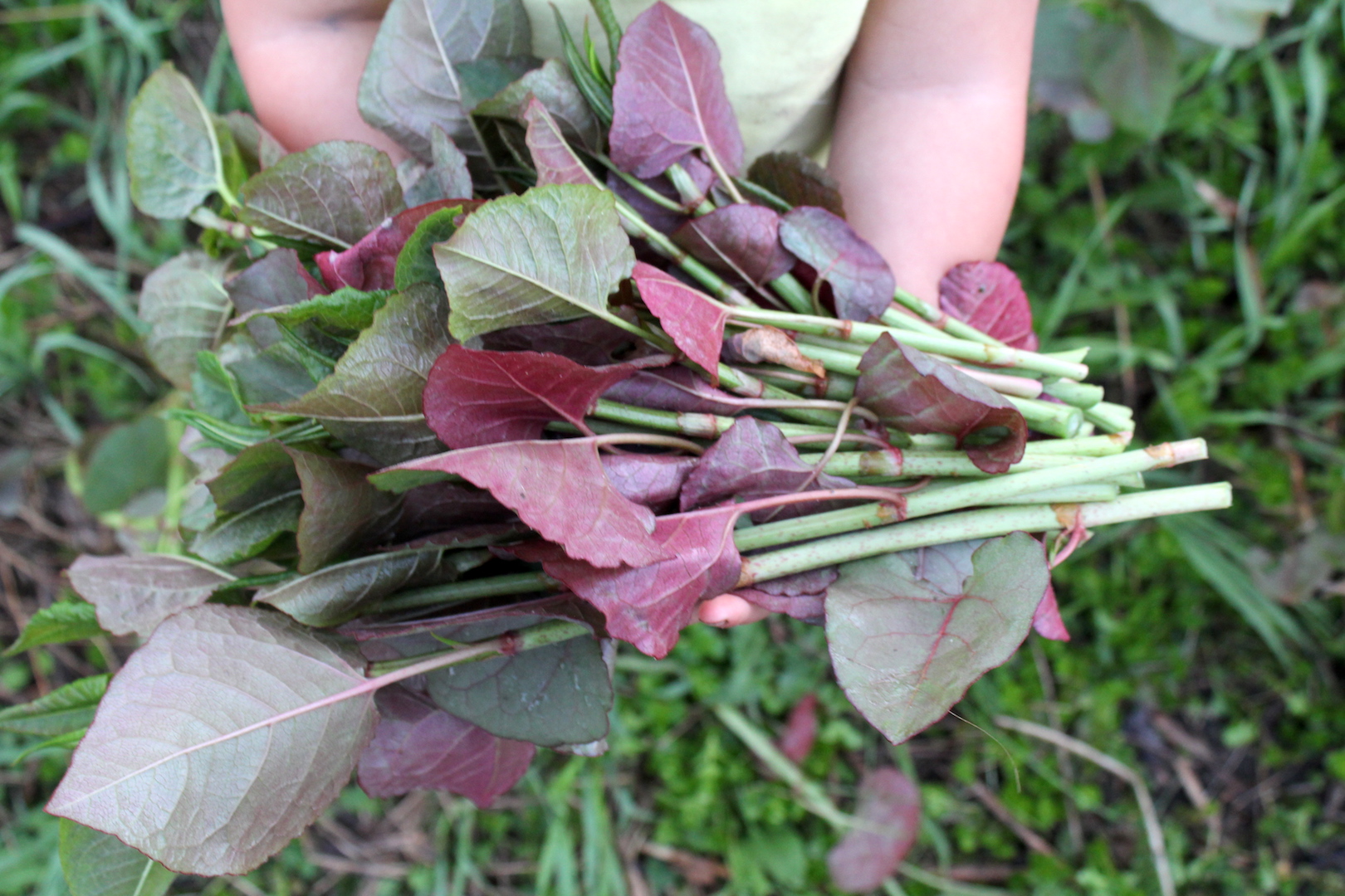 Foraging Knotweed