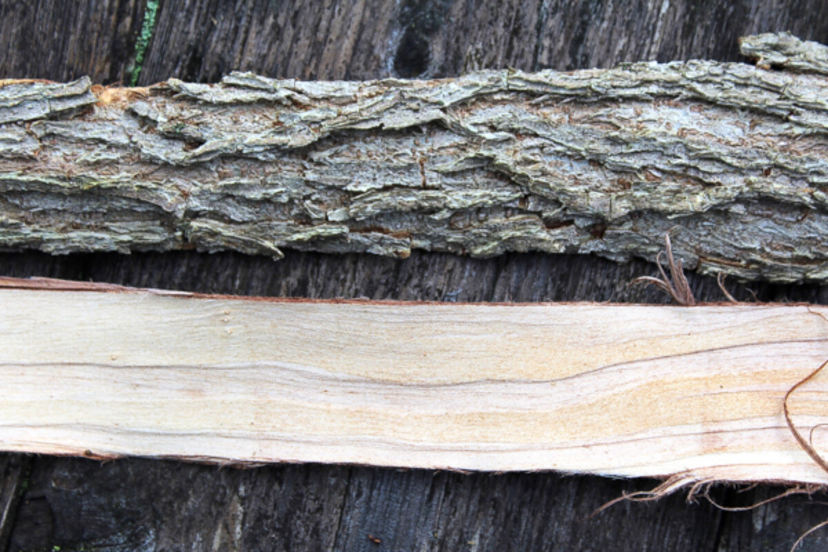 Slippery Elm Inner and Outer Bark