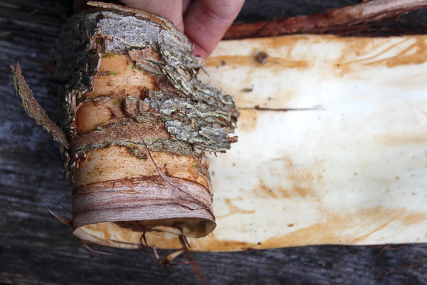 Rolling slippery elm bark