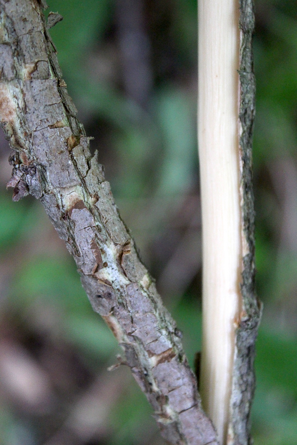 Slippery Elm Bark