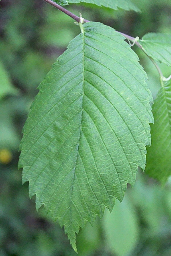 Slippery Elm Tree Leaf