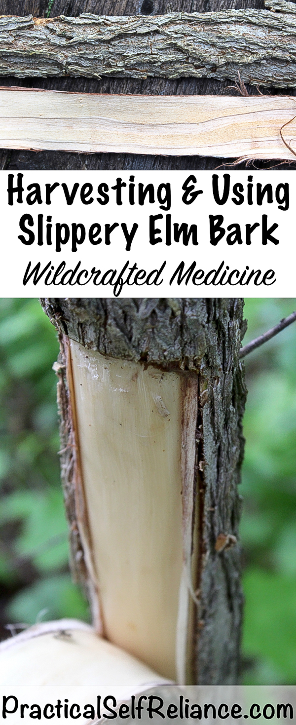 Harvesting & Using Slippery Elm Bark ~ Wildcrafted Medicine #slipperyelm #herbs #naturalremedy #herbalist #herbalism #forage #foraging #wildcrafting