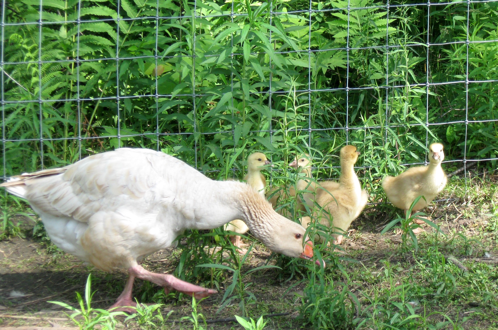 Silvopasture Geese