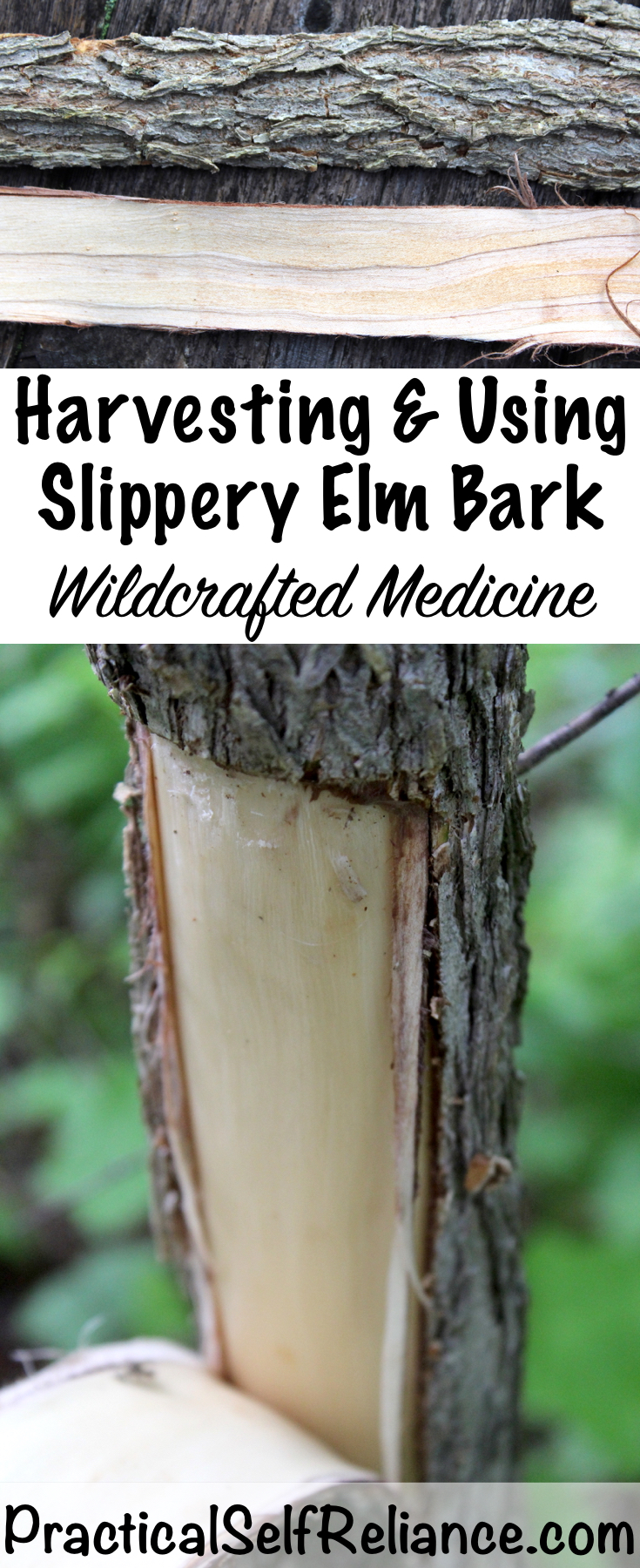 Harvesting Slippery Elm Bark