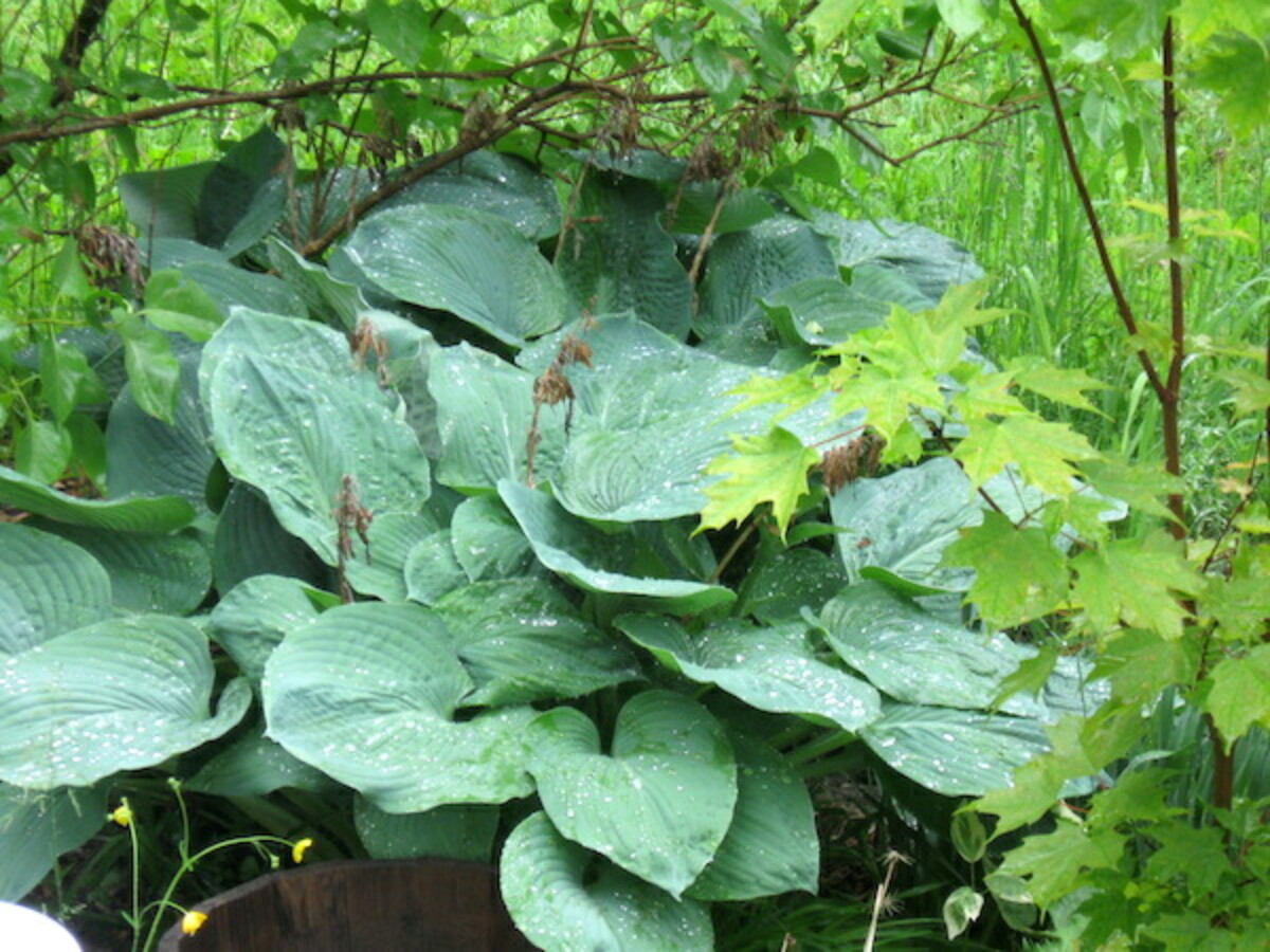 Hosta growing in shade