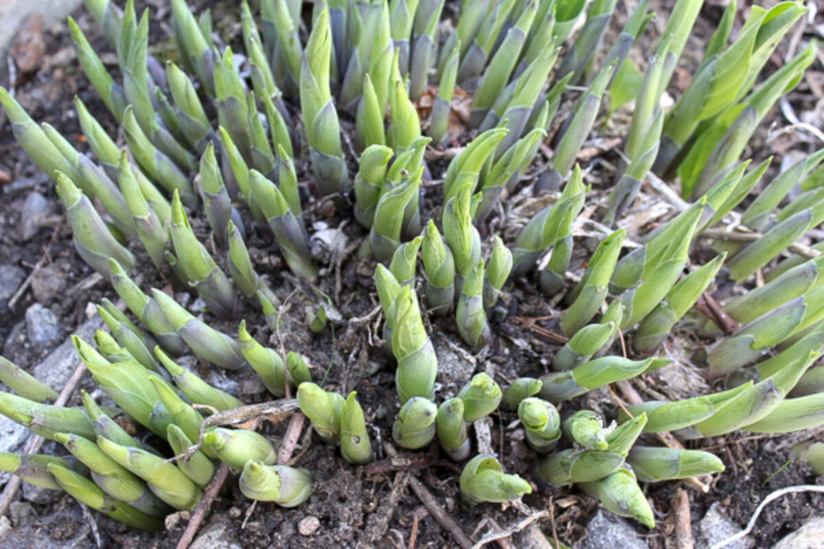 Hosta Shoots in Spring