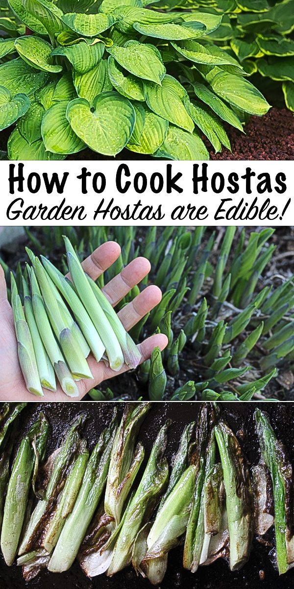 How to Cook Hostas ~ Everyday garden hostas are edible! They're also delicious. Here's how to cook hostas for a treat right from your own perennial beds. #perennials #foraging #wildfood #gardening #ediblewildfood #spring #springgreens #hosta #forage #selfsufficiency #hostas