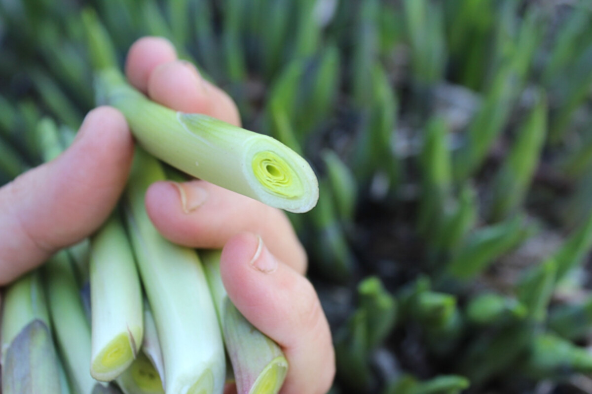 Inside an edible hosta shoot
