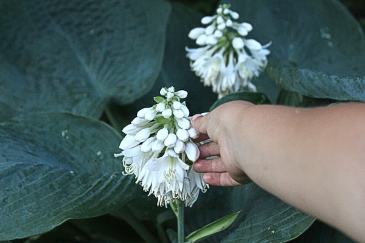 Harvesting Edible Hosta Blossoms