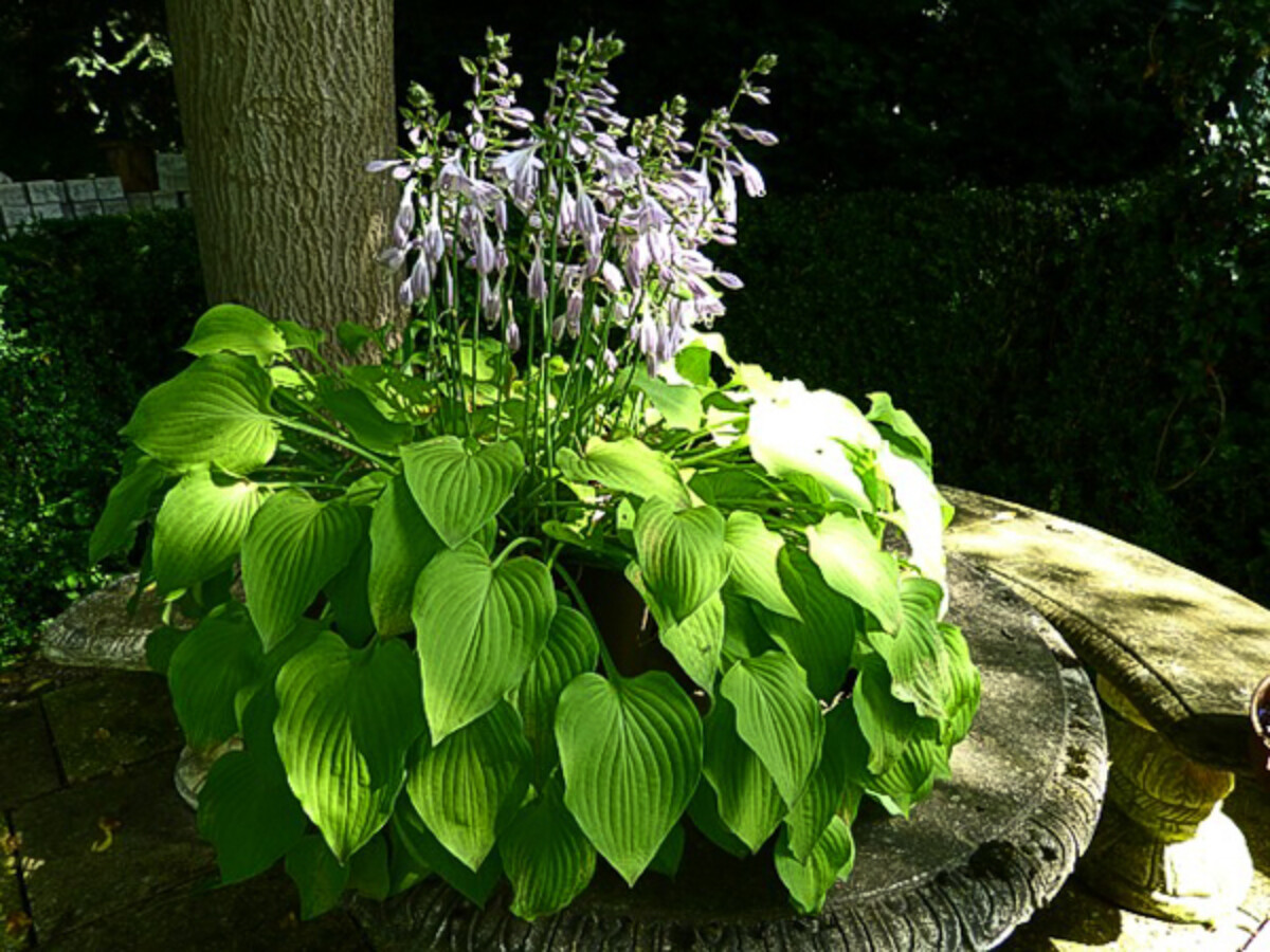 Shade garden hosta plant