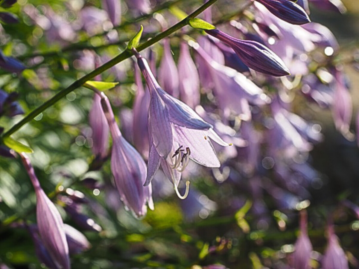 purple hosta flowers