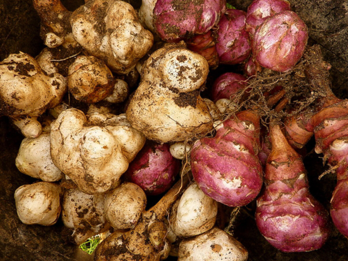 Jerusalem Artichokes Tubers ~ Sunchoke Tubers