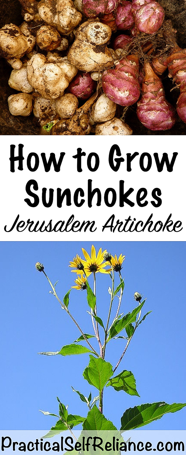 How to Grow Sunchokes ~ Jerusalem Artichoke #jerusalemartichoke #sunchoke #gardening #organicgardening #containergardening #howtogrow #vegetablegardening #gardeningtips #homesteading #homestead #selfreliant