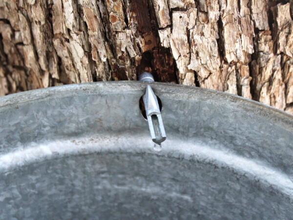 Ironwood Sap