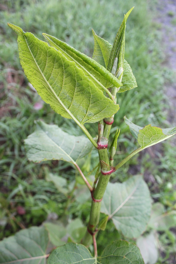 Identifying knotweed