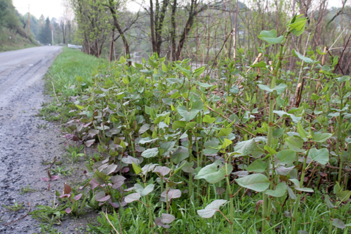 Knotweed Growing on a Roadside
