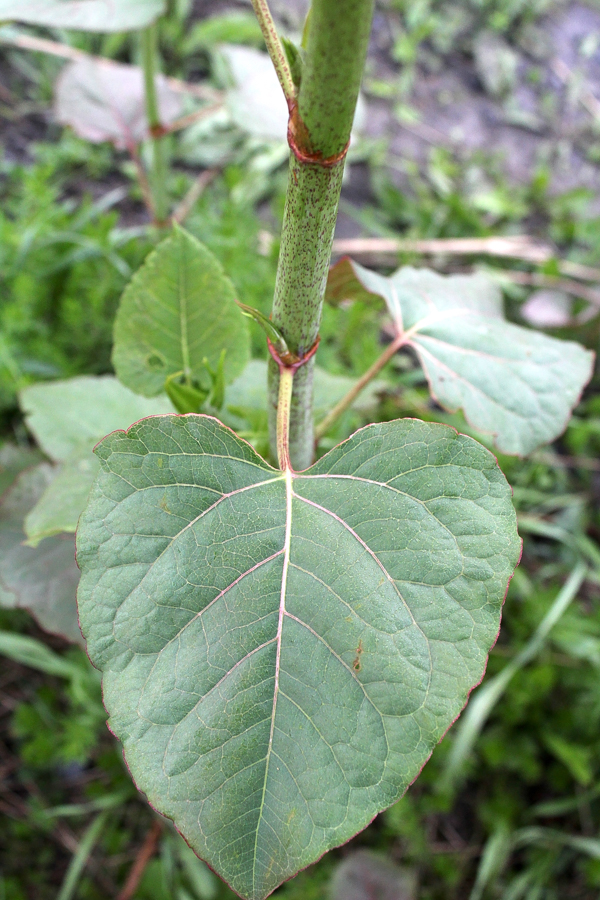 Knotweed Leaf and Stem
