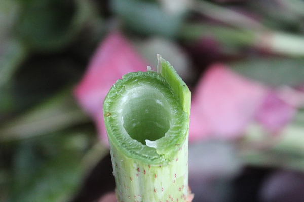 Knotweed Stem
