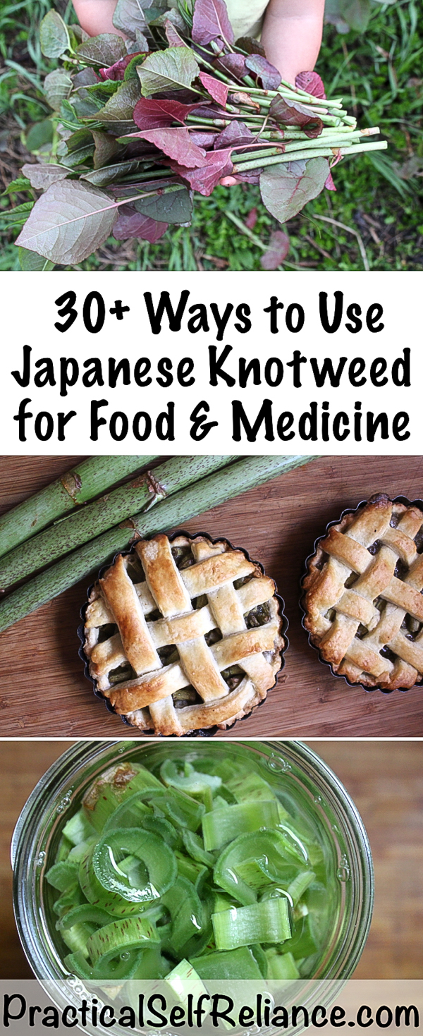 Using Japanese Knotweed for Food and Medicine #knotweed #foraging #wildfood #gardening #ediblewildfood #spring #springgreens #forage #selfsufficiency 