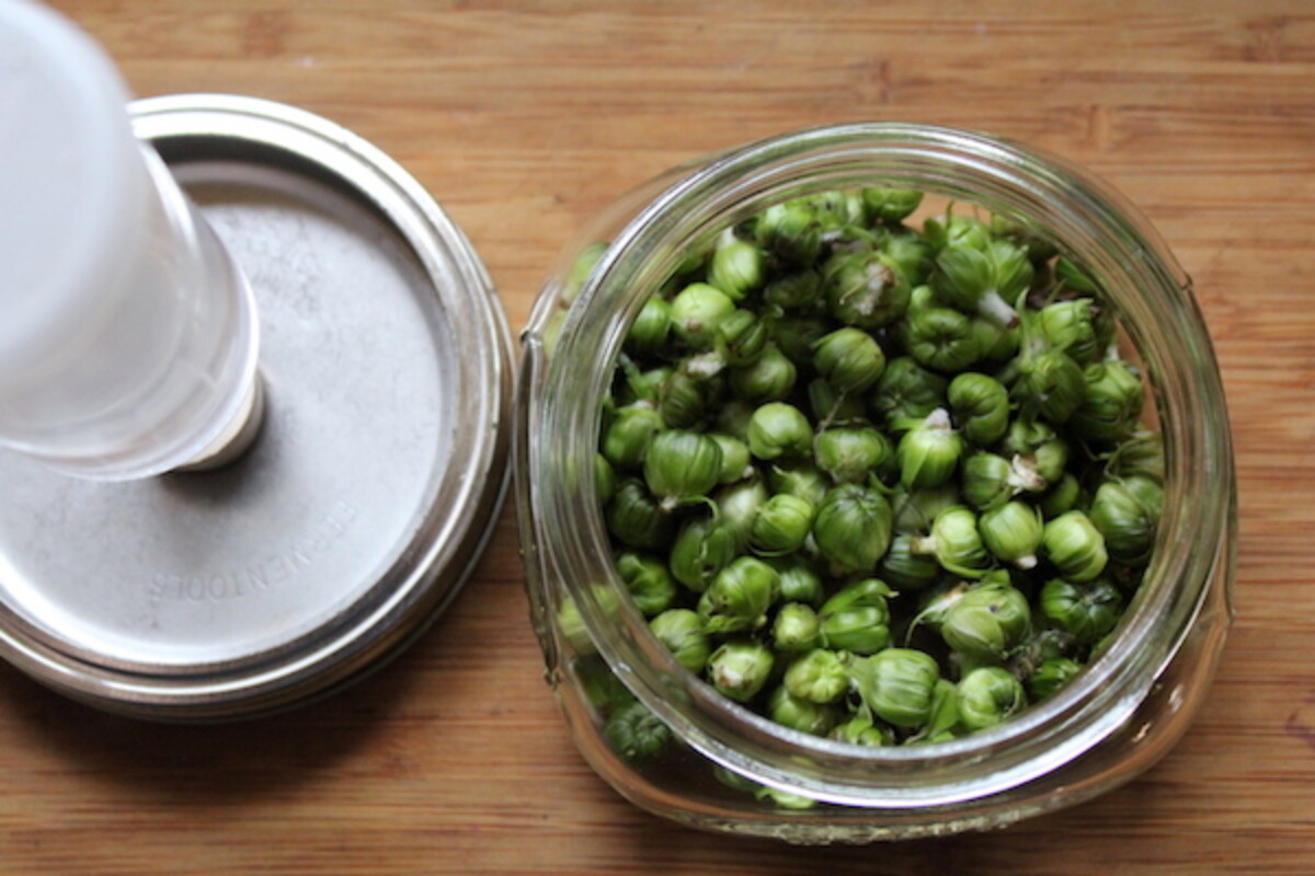 Lacto-fermented Dandelion Capers