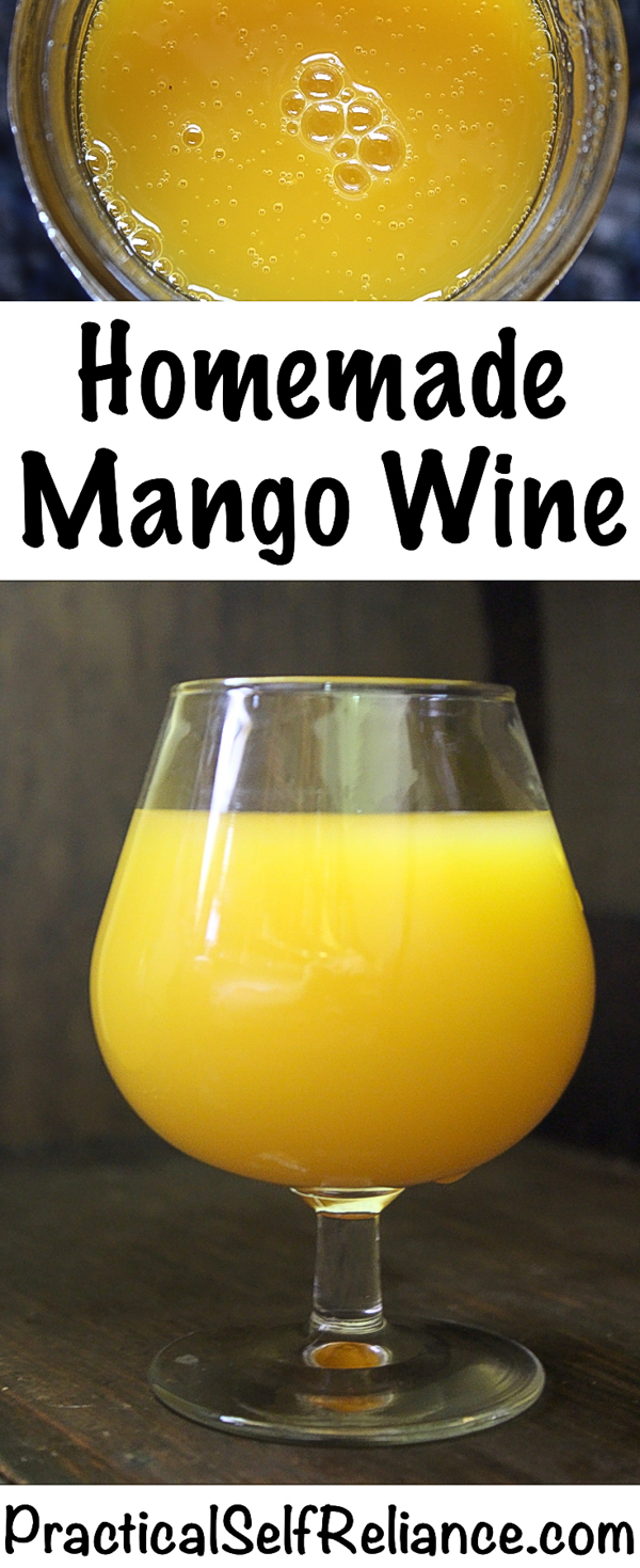 Homemade Mango Wine Recipe #mango #mangorecipe #mangodrink #fermenting #winemaking #brewing #homebrewing #homebrew #beverages #homemade #fermented #fermenteddrink #wine #winerecipe