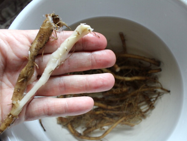 Peeling Dandelion Roots