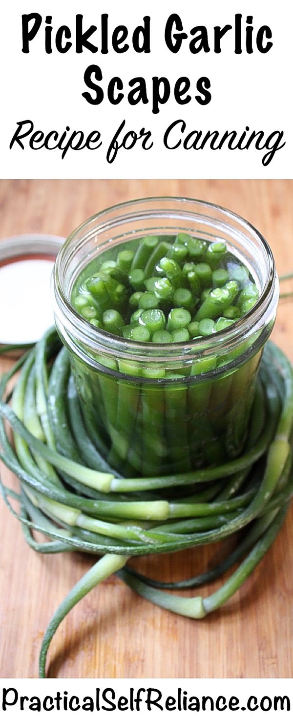 Pickled Garlic Scapes #garlicscapes #scapes #pickle #pickles #pickling #canning #foodpreservation #preservingfood #selfsufficiency #homestead