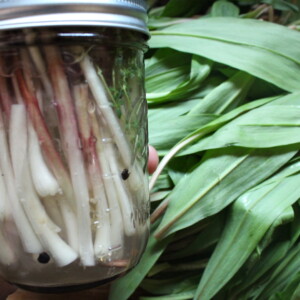 Pickled Ramps Recipe