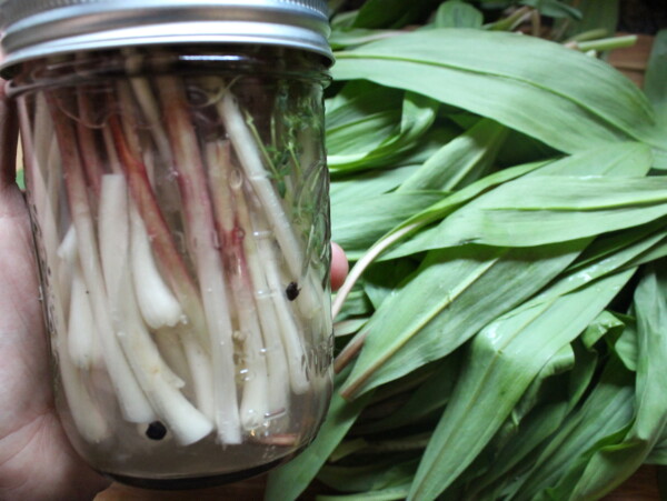 Pickled Ramps Recipe