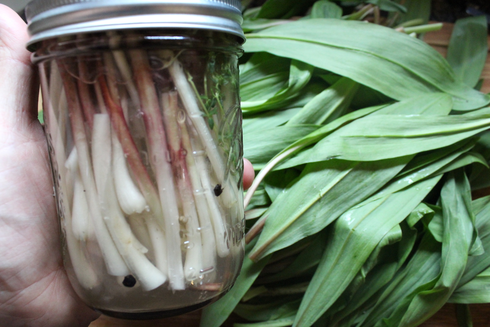 Pickled Ramps Recipe