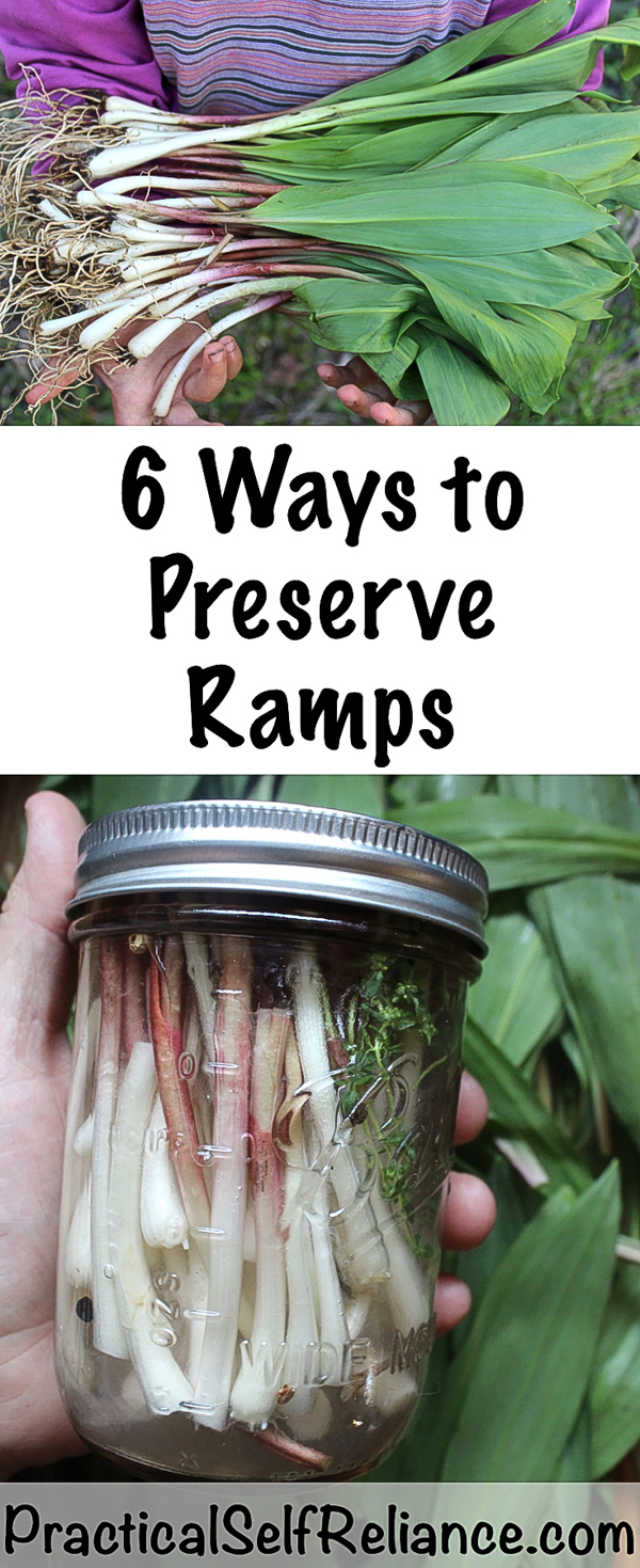 6 Ways to Preserve Ramps (Wild Leeks) #ramps #wildramps #rampsrecipes #foraging #forage #selfsufficiency #wildfood #wildcrafting #foodpreservation #preservingfood