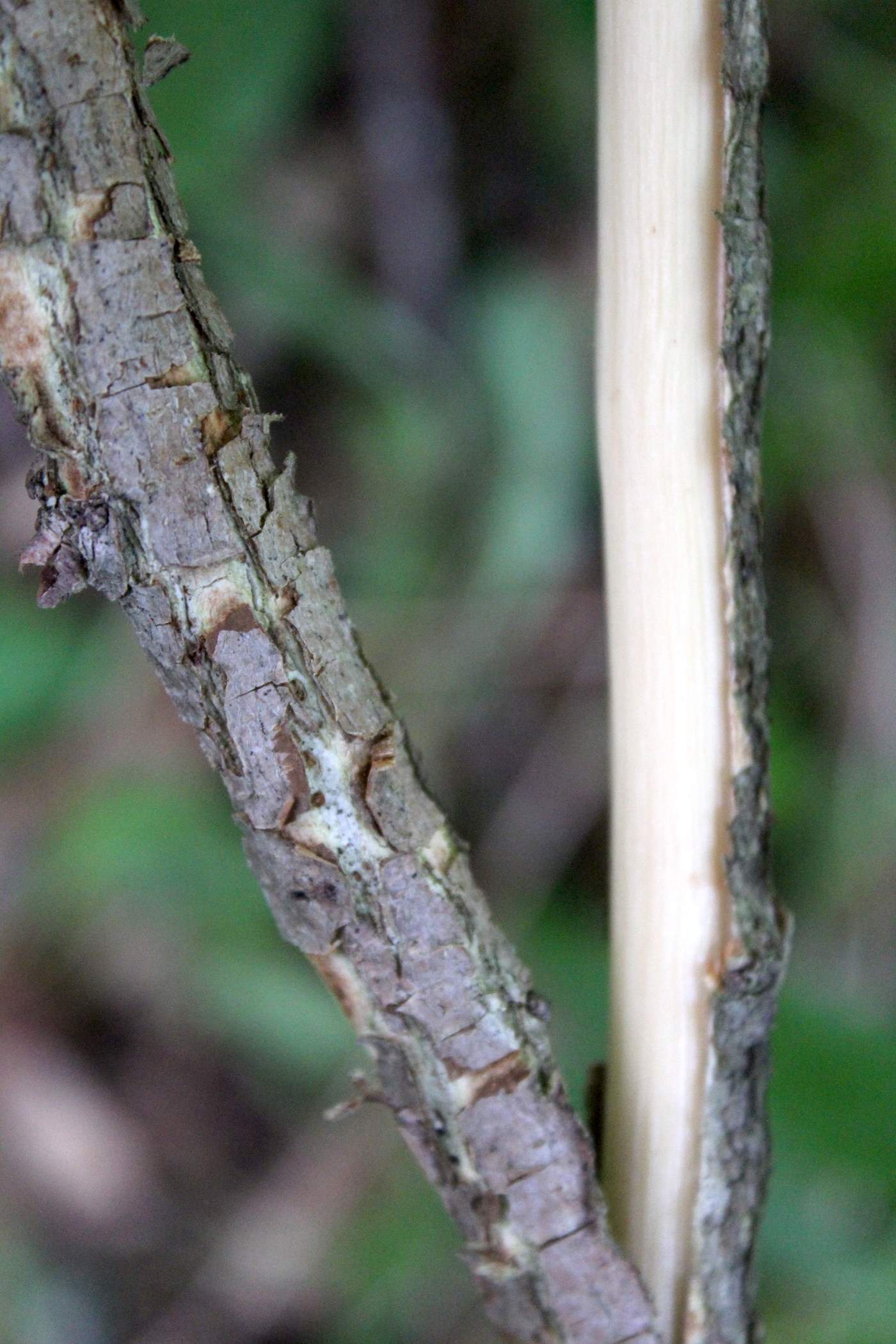 Slippery Elm Branch
